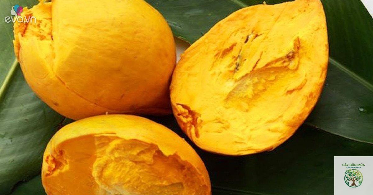 cây trứng gà ruột vàng - Image 5