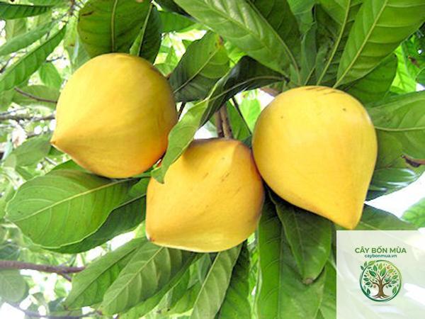 cây trứng gà ruột vàng