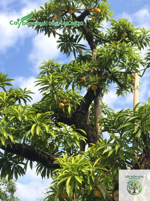 cây trứng gà