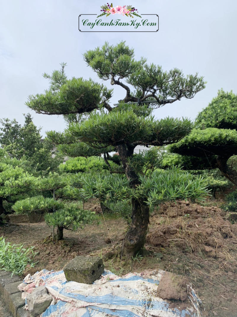 cây tùng - Image 1