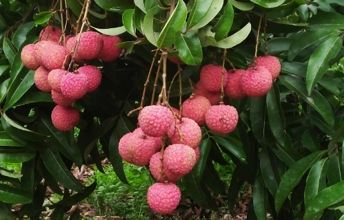 cây vải - Image 5