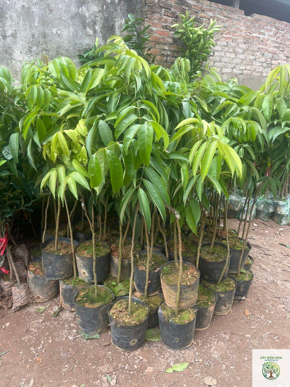 cây vải chín sớm - Image 4