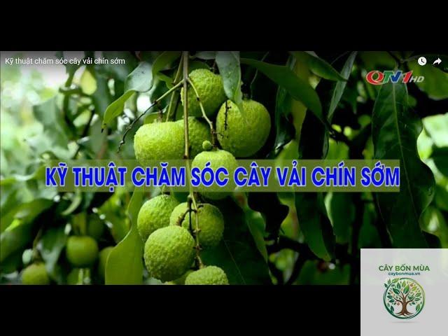 cây vải chín sớm - Image 5