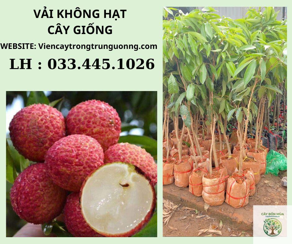 cây vải không hạt - Image 2