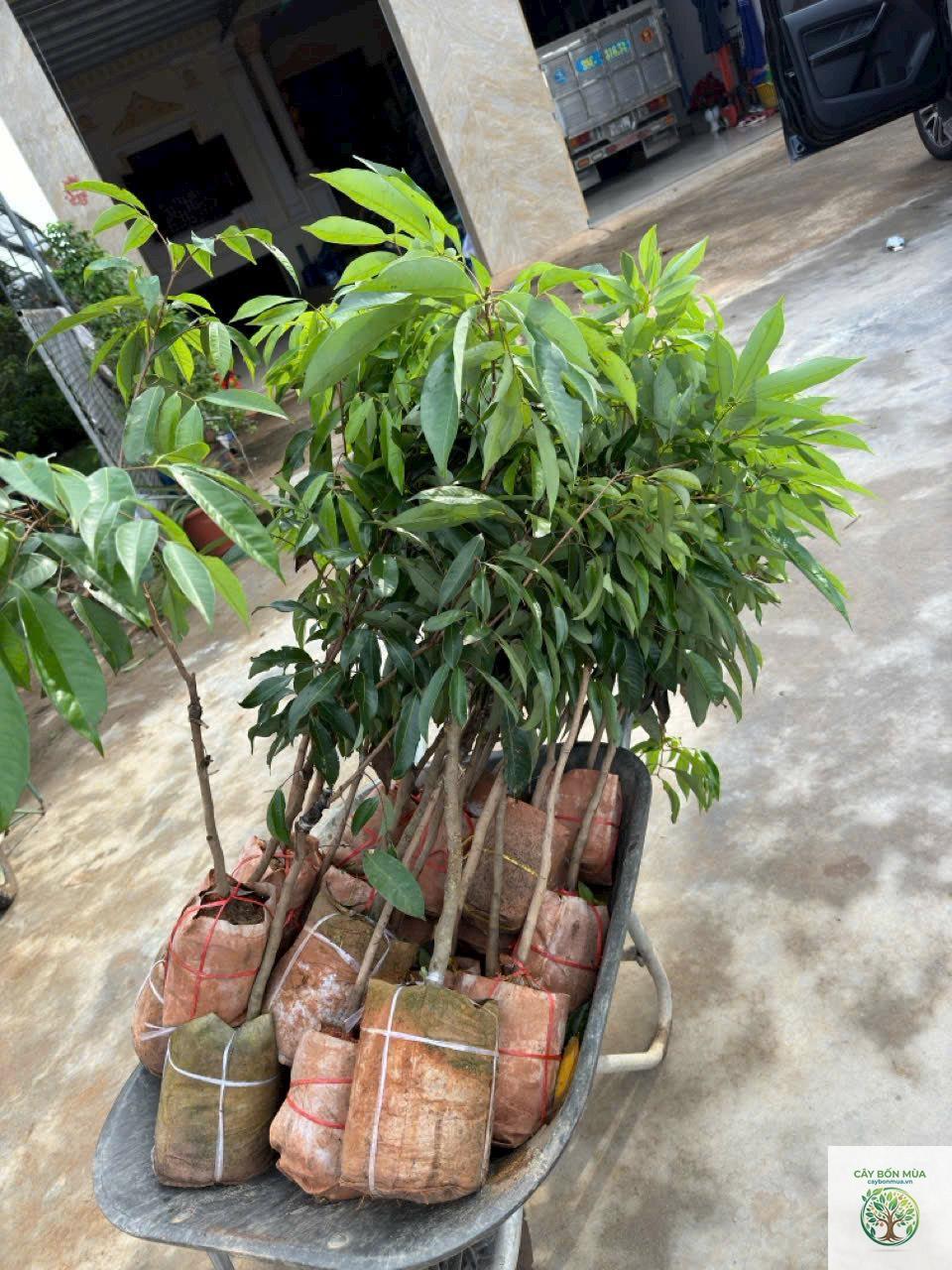 cây vải không hạt - Image 3