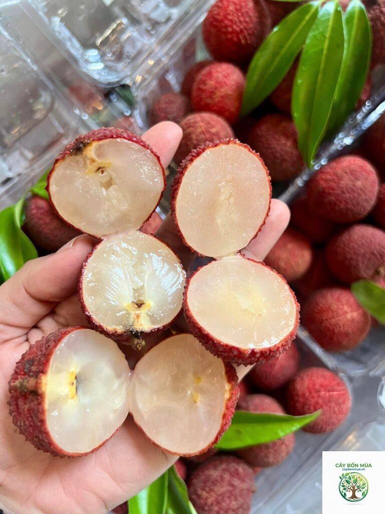 cây vải không hạt