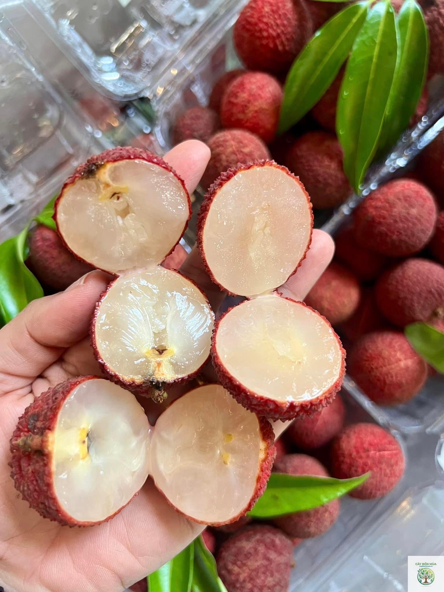 cây vải không hạt - Image 1