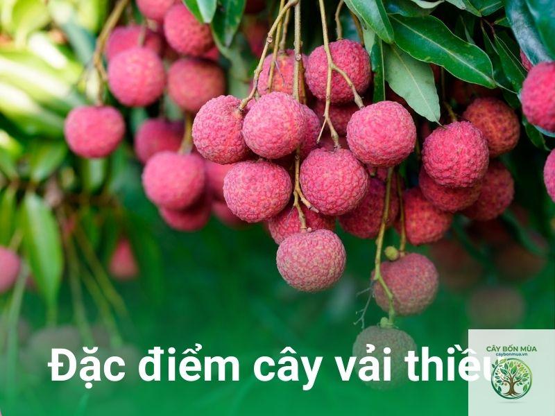 cây vải thiều - Image 4