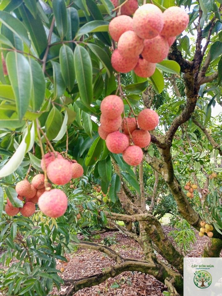 cây vải thiều - Image 5