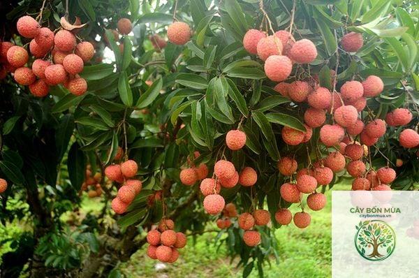 cây vải thiều Lục Ngạn - Image 2