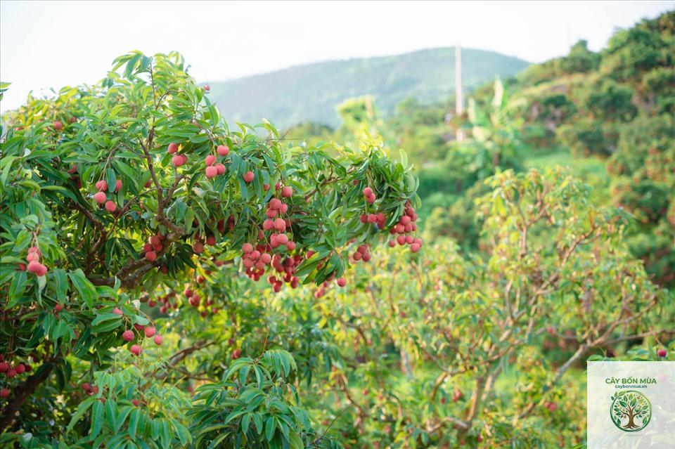 cây vải thiều Lục Ngạn - Image 3