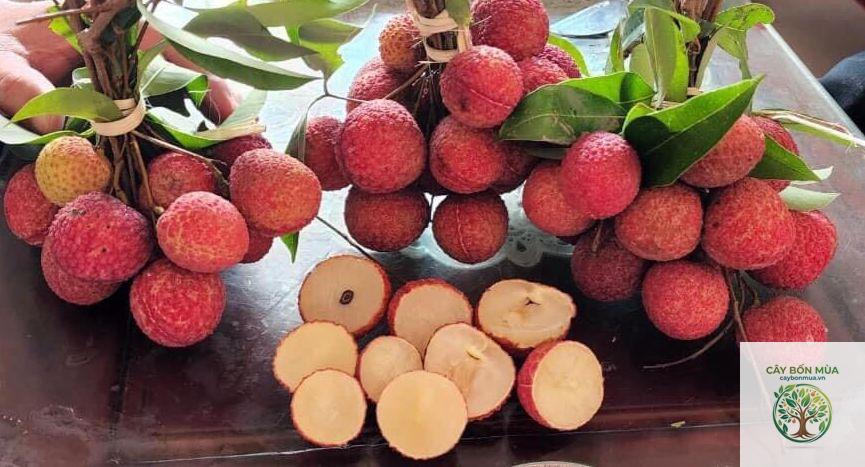 cây vải thiều Lục Ngạn - Image 4