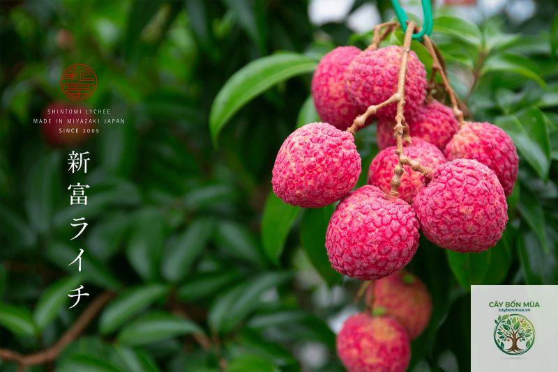 cây vải thiều Nhật - Image 2