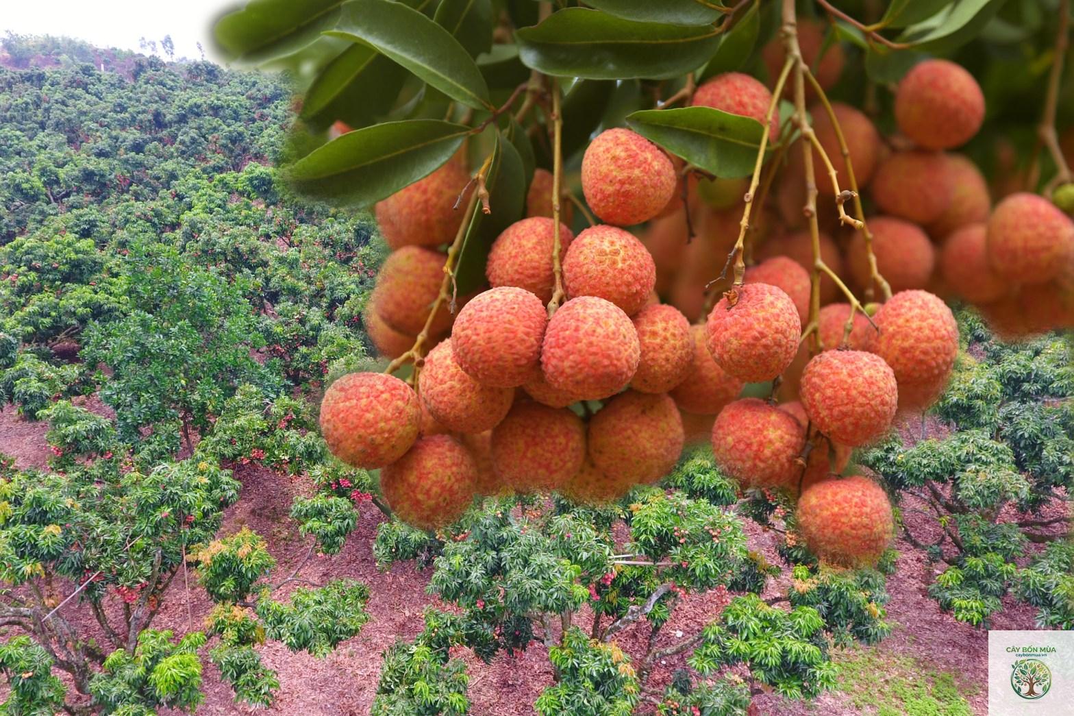 cây vải thiều Nhật - Image 3