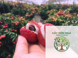 cây vải thiều Nhật