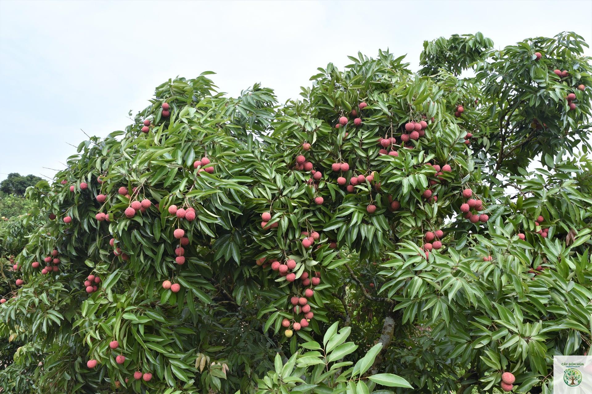 cây vải thiều Nhật - Image 4