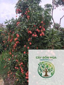 cây vải thiều Thái