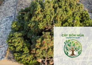 cây vải thiều Trung Quốc
