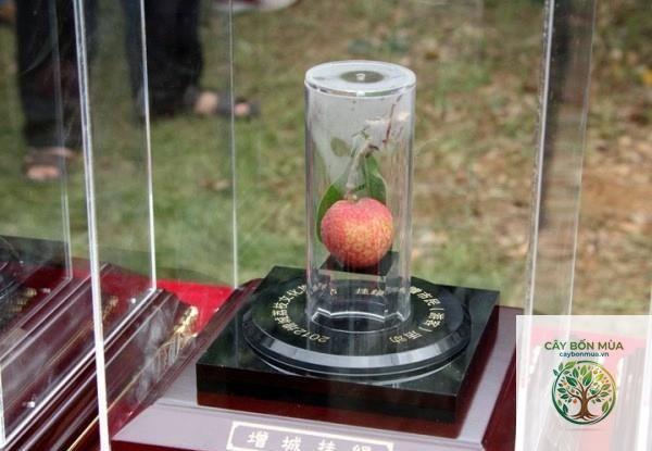 cây vải thiều Trung Quốc - Image 4
