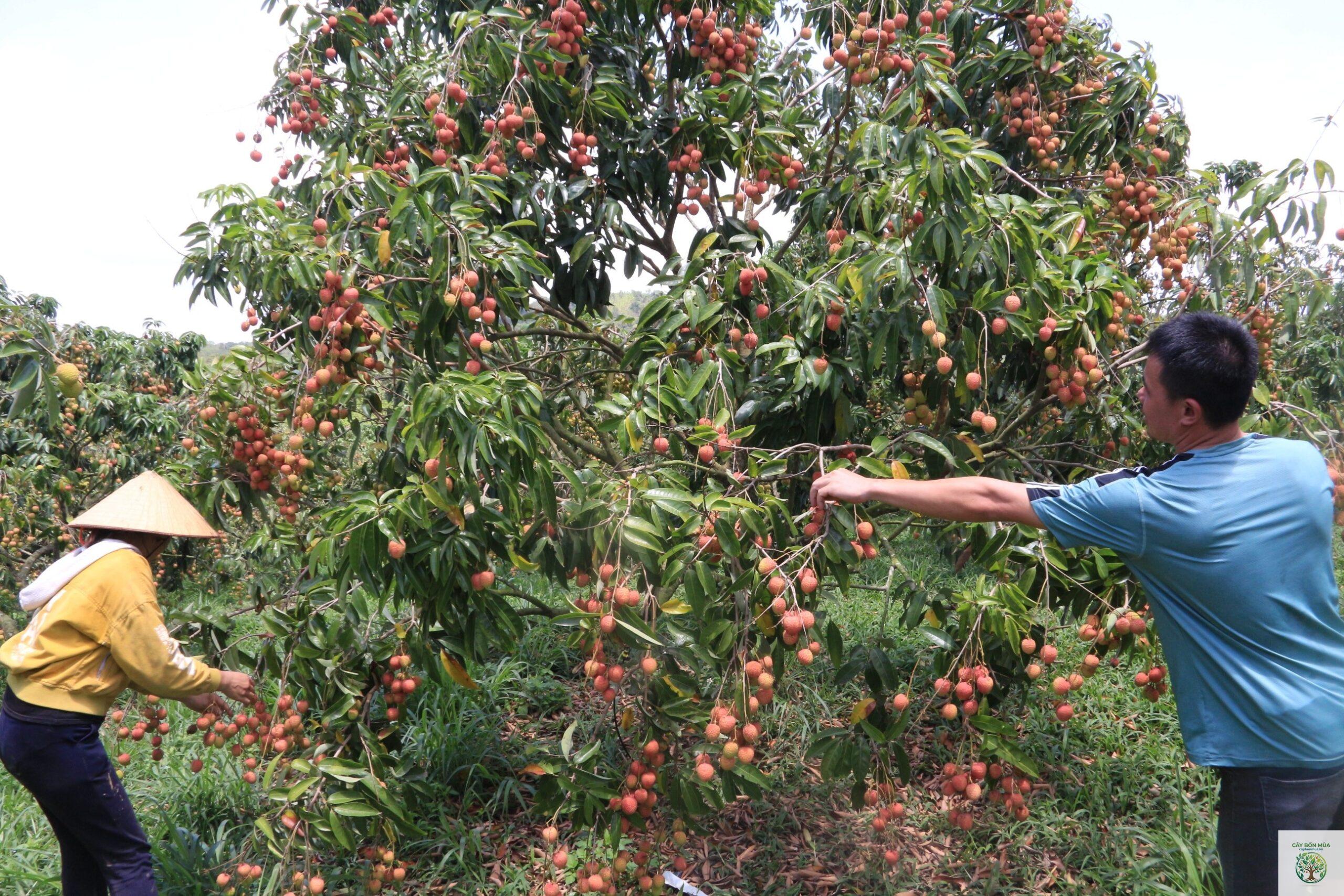 cây vải u hồng - Image 4