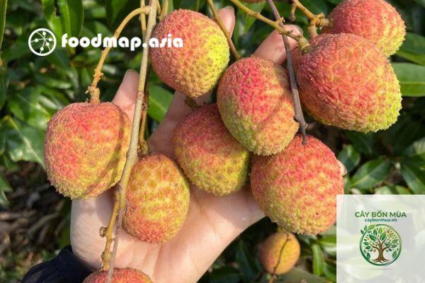 cây vải u hồng