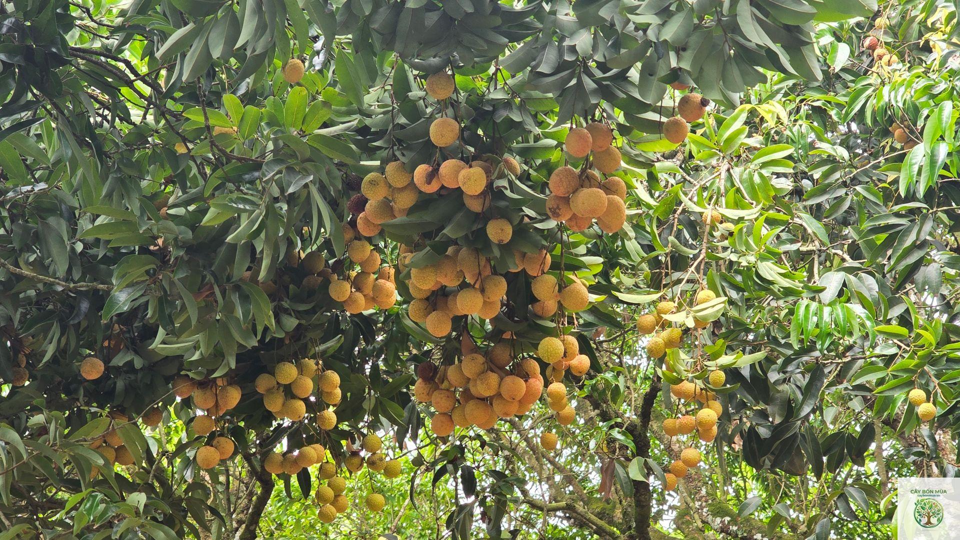 cây vải vàng - Image 3
