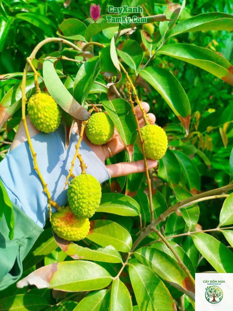 cây vải xanh