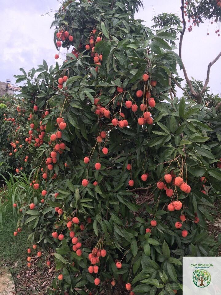 cây vải