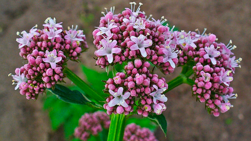 cây valerian - Image 2