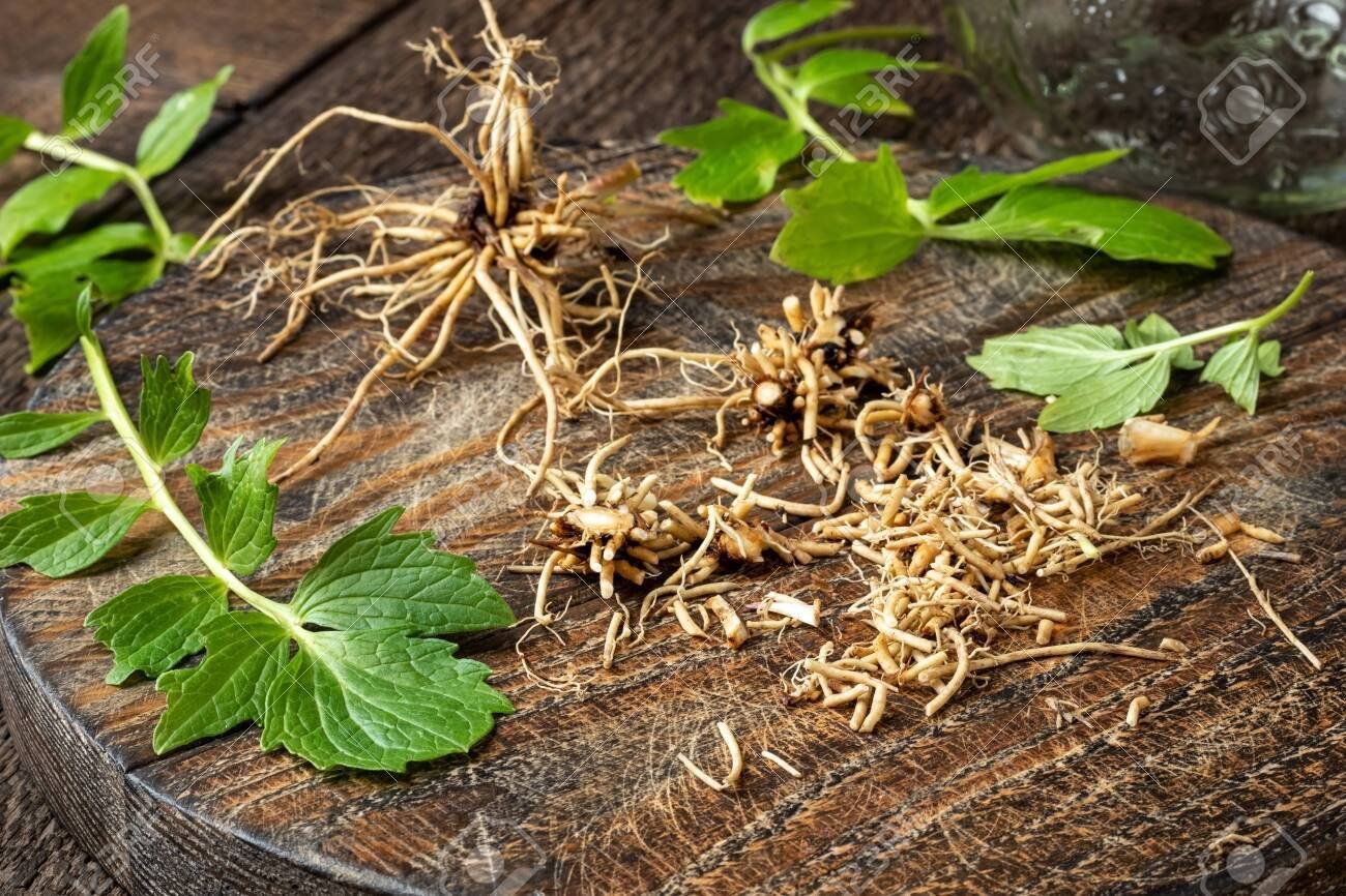 cây valerian - Image 3
