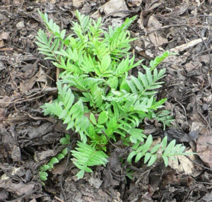 cây valerian