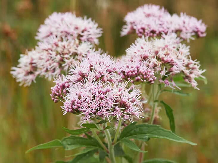 cây valerian - Image 4