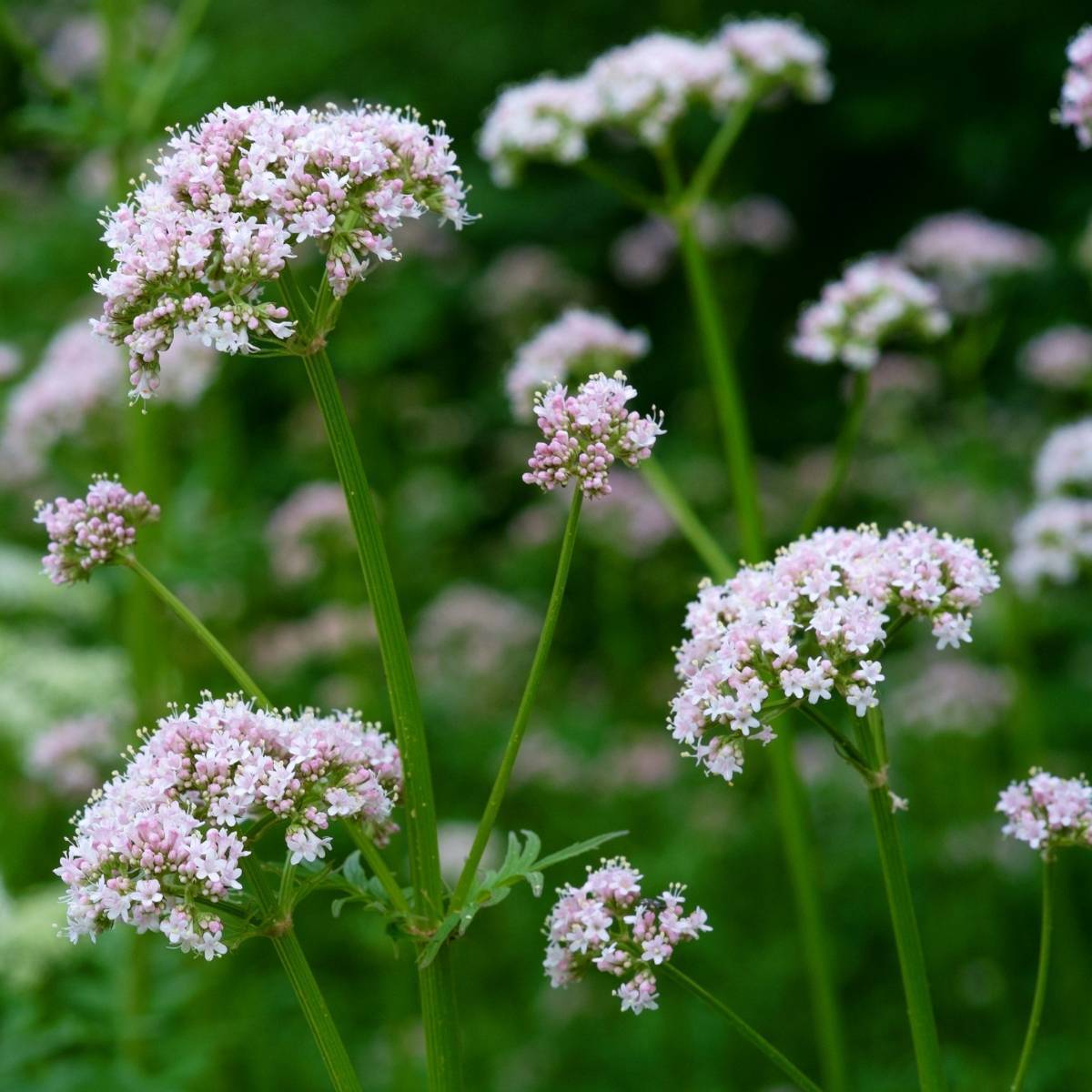 cây valerian - Image 5