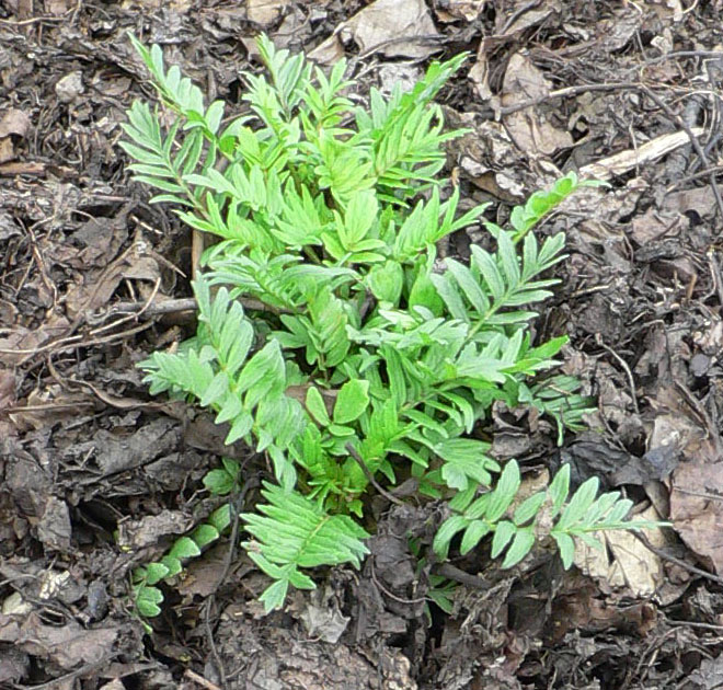 cây valerian