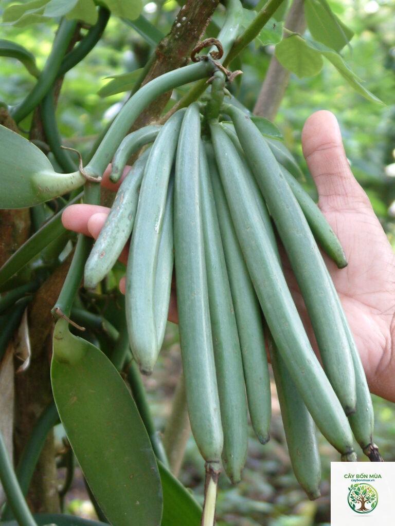 cây vani
