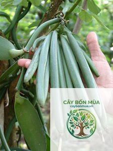cây vani Ấn Độ