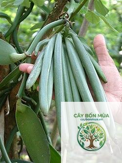 cây vani Bourbon - Image 3