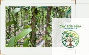 cây vani Mexico - Image 1