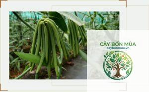cây vani Uganda