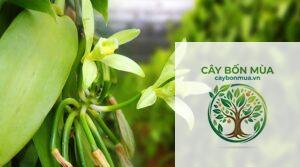 cây vani dại