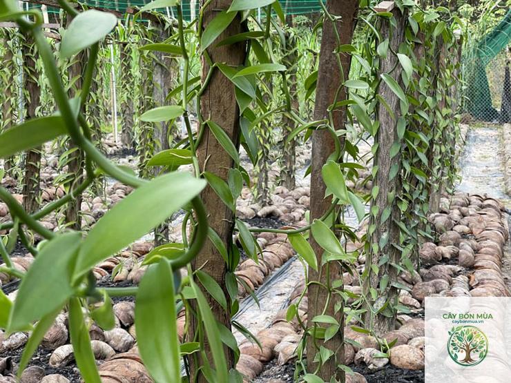 cây vanilla - Image 3