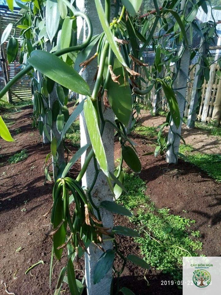 cây vanilla - Image 4