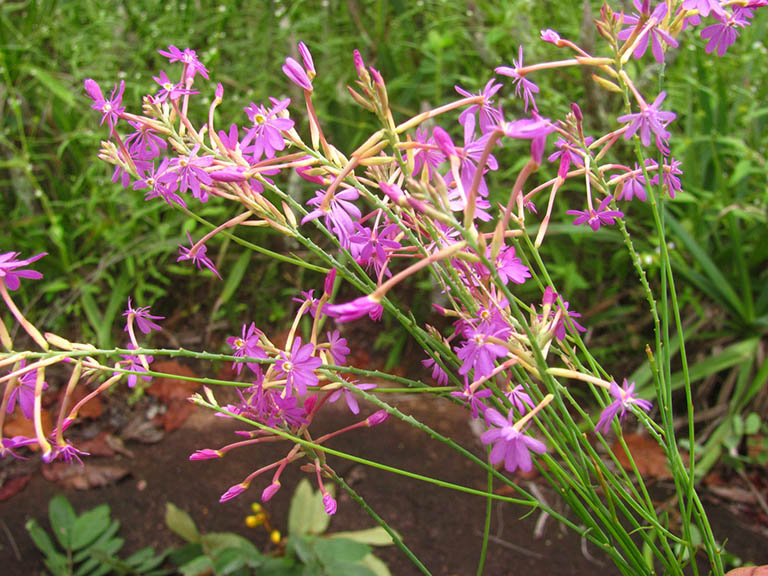 cây viễn chí - Image 3