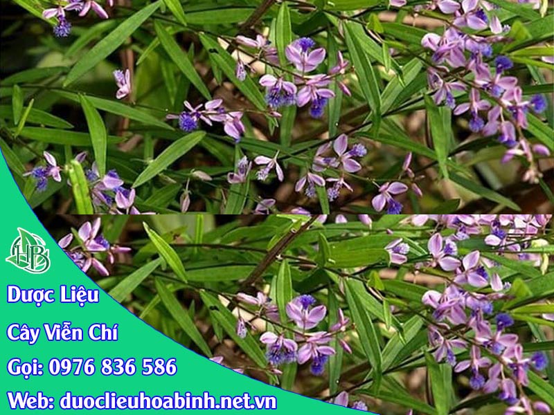 cây viễn chí lá nhỏ