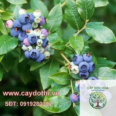 cây việt quất bụi cao - Image 3