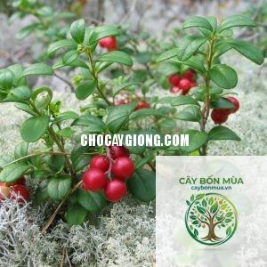 cây việt quất đỏ - Image 3