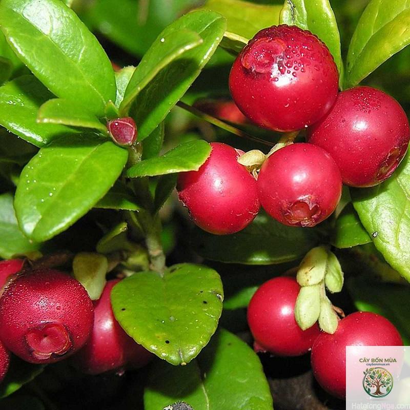 cây việt quất đỏ