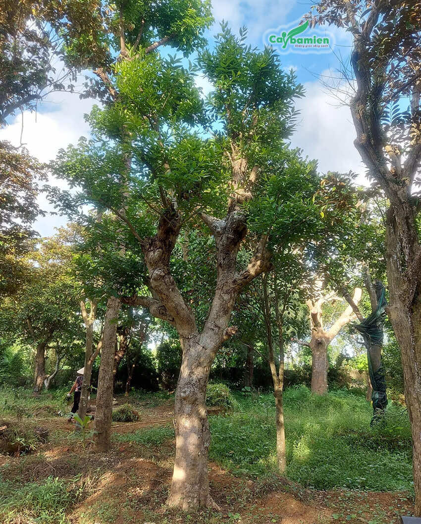 cây vối - Image 4