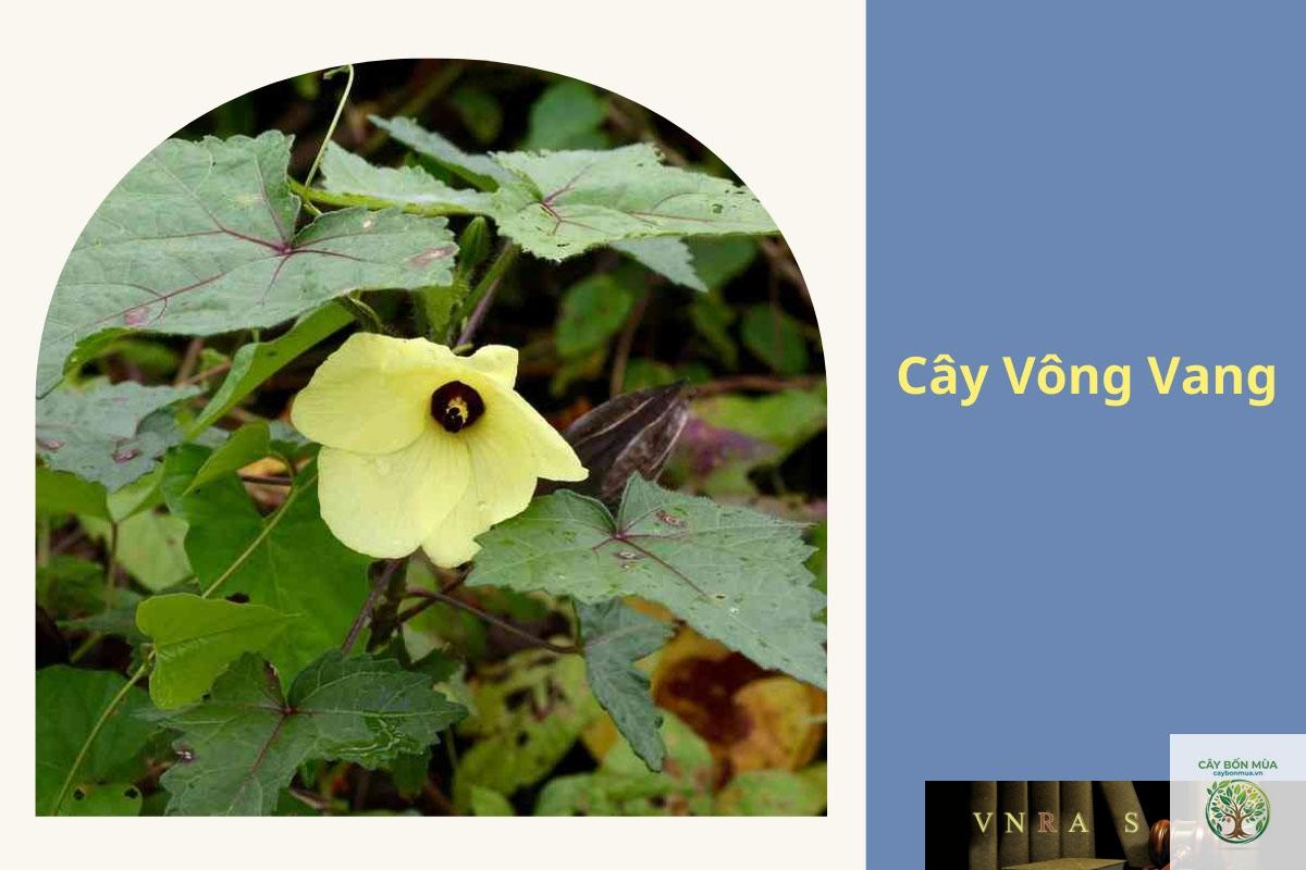 cây vông vang - Image 4