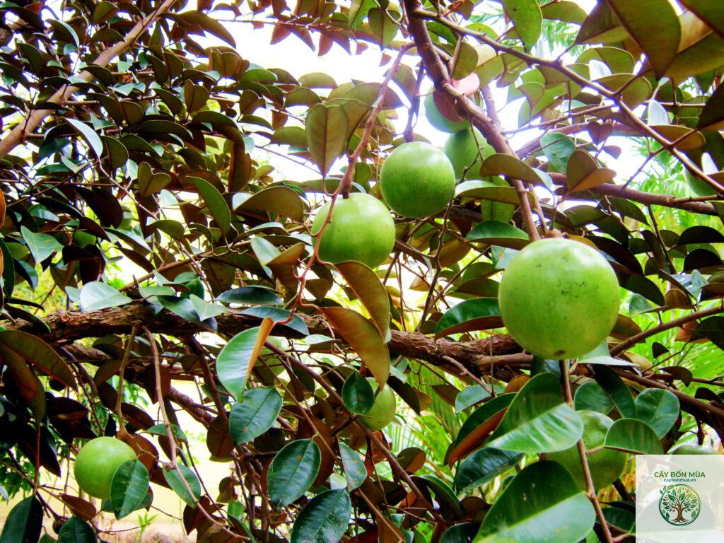 cây vú sữa